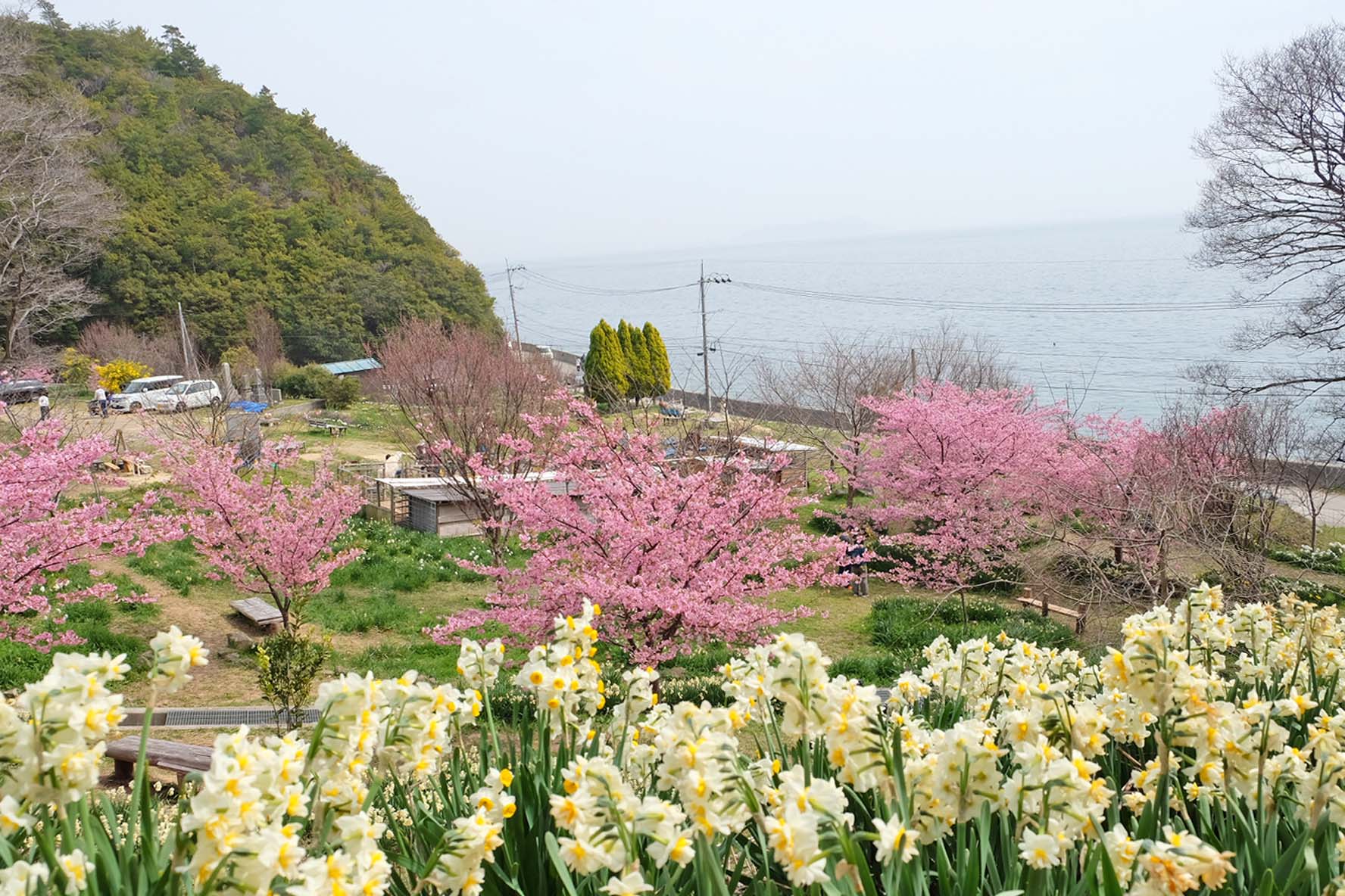 広島・福山「やぶ椿と水仙の里」｜水仙・河津桜・海の景色を堪能！｜中